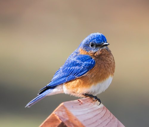 bluebird  eastern bluebird  bird