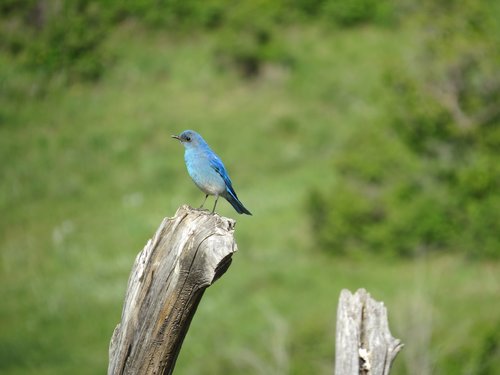 bluebird  nature  bird