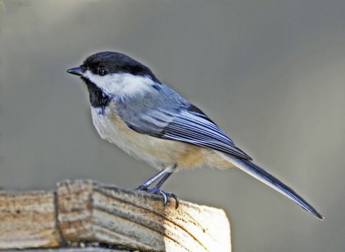 bluebird bird spring