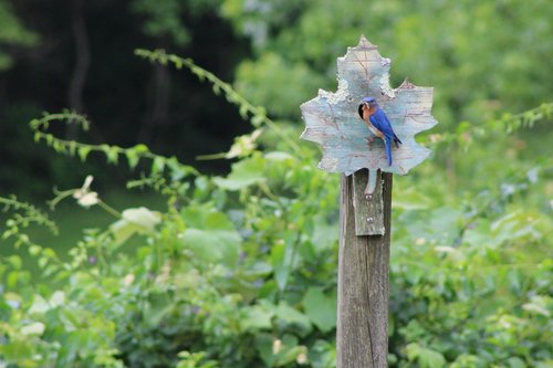 bluebird  summer  nature