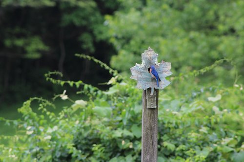 bluebird  perched  bird