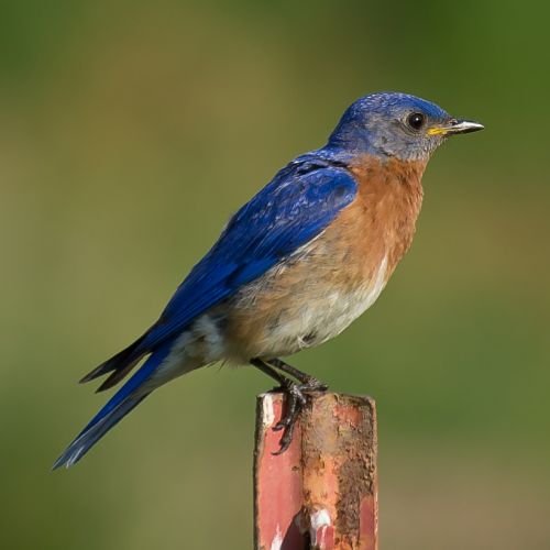 bluebird bird perched