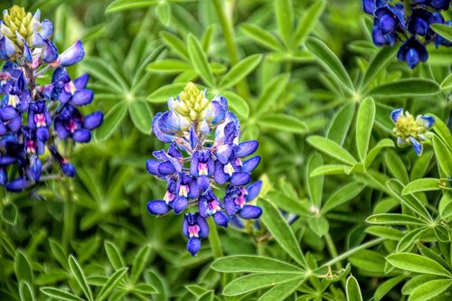 bluebonnet  wildflower  texas