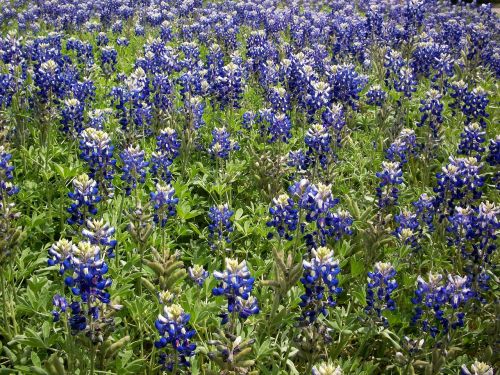 bluebonnets wildflowers field