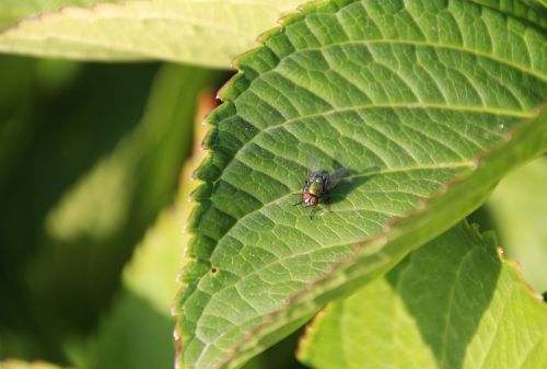 bluebottle fly green