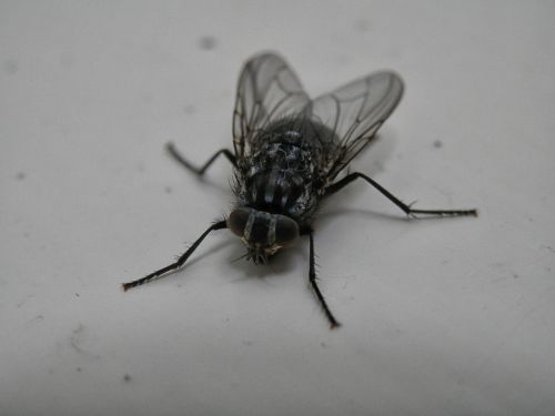 bluebottle fly insect