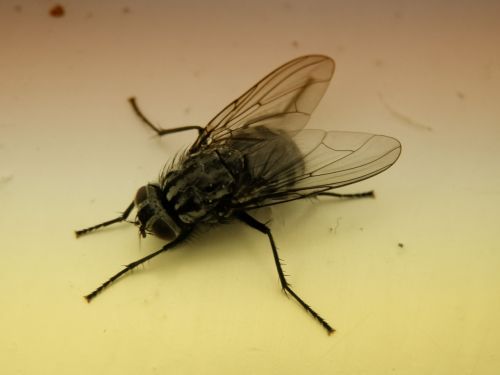 bluebottle fly insect