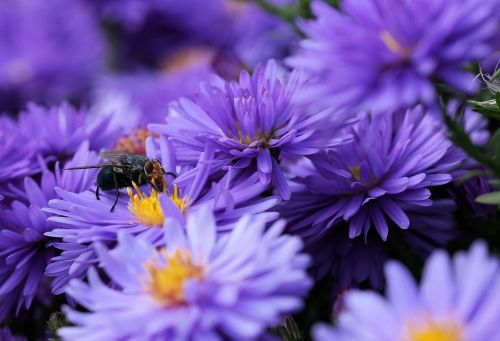 bluebottle flower pollen