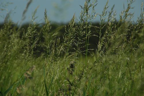 bluegrass landscape nature