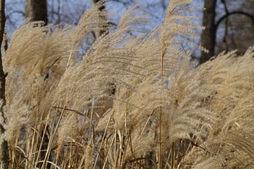 bluegrass reed marsh plant