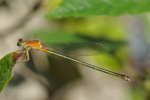 bluetail common insect