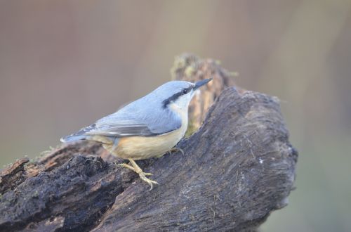 bluetit nature bird