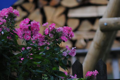 Flower On Fence