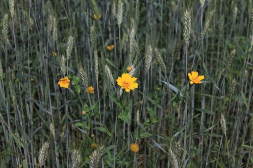 Flower Meadow