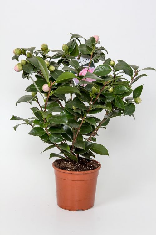 blumenstock flowerpot potted plant