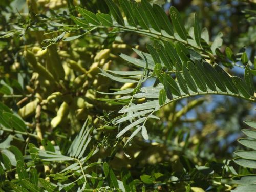 acacia tree branches