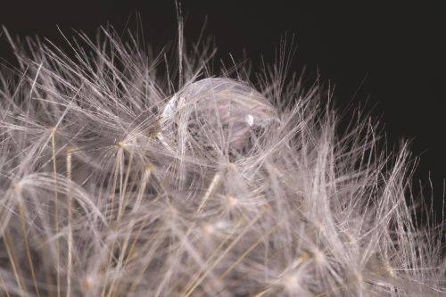 blur close-up dandelion