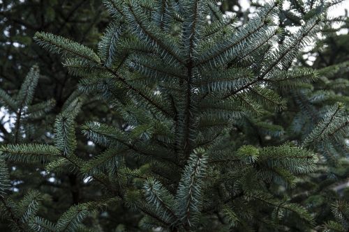 blur branch close-up