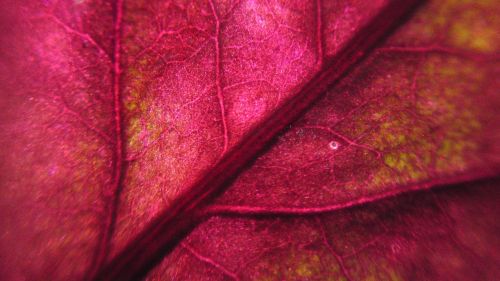 blur leaf pattern