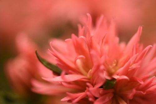 blur flower pink