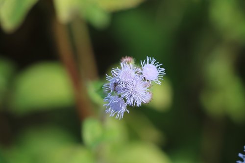 blur  flower  wild