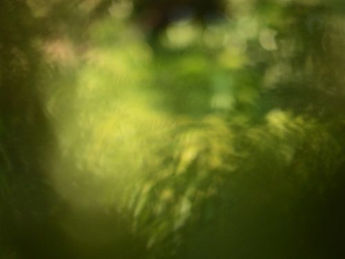 Blur Tropical Abstract Background