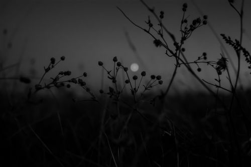 blurred moon through grass