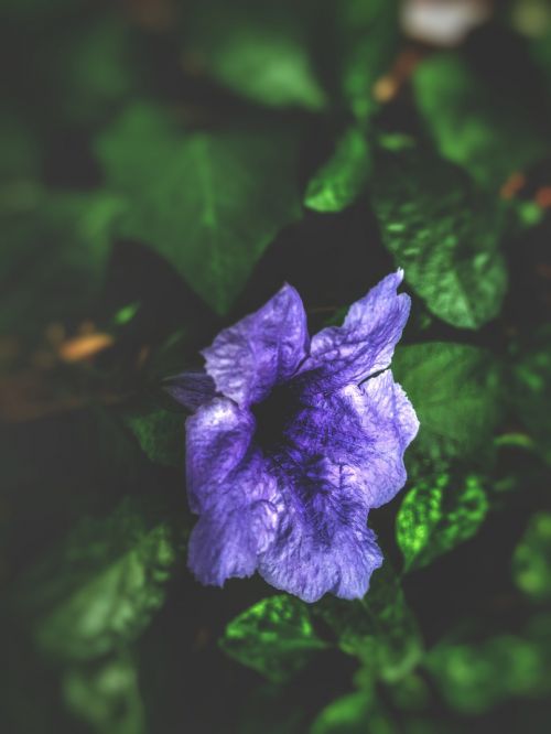 blurred background violet flower wallpaper
