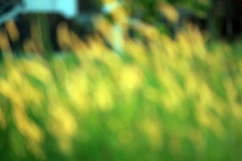 Blurry Grass Background