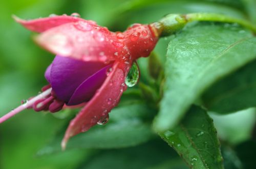 Flower With Water Droplets (macro)