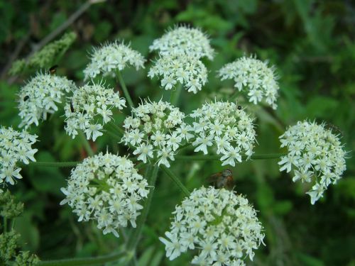 Flower With Insect