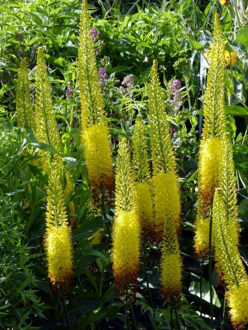 blütenbeet yellow umbel