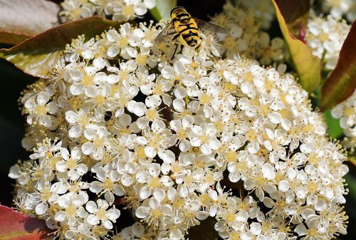 blütenmeer  gloss medlar  small flowers