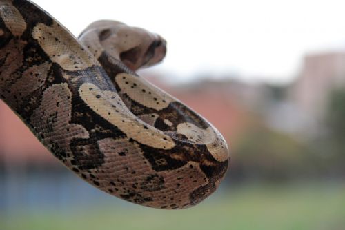 boa cobra animal