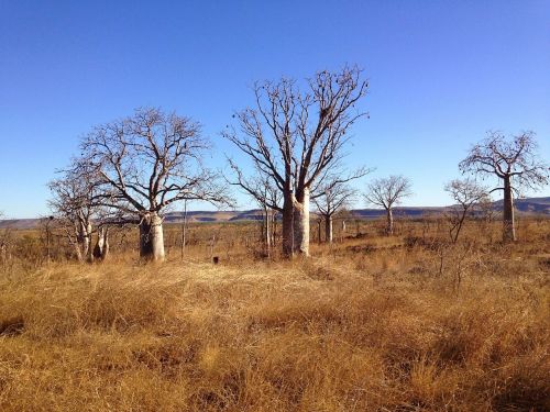 boab trees outback