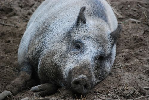 boar bristles forest