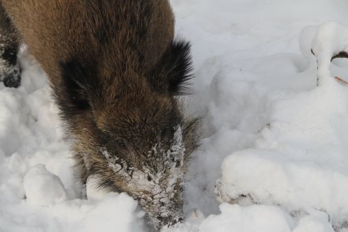 boar winter snow
