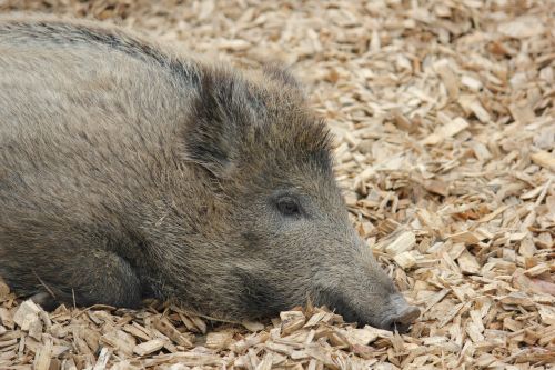 boar animal world animals