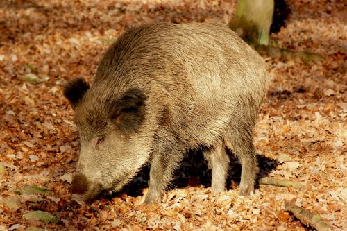 boar wild boar launchy