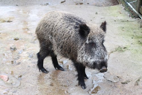 boar animal wild pig