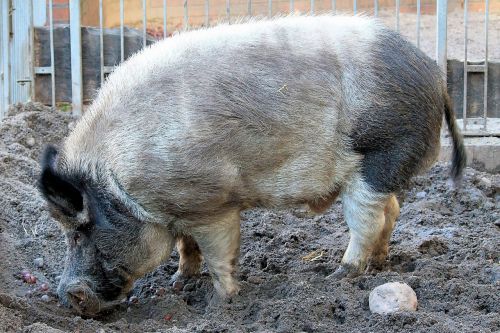 boar pig wild