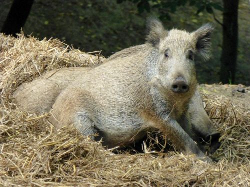 boar sow animal
