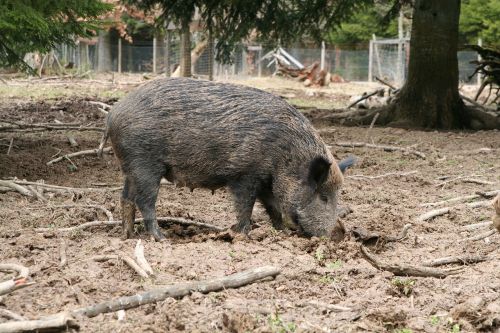 boar sow animal