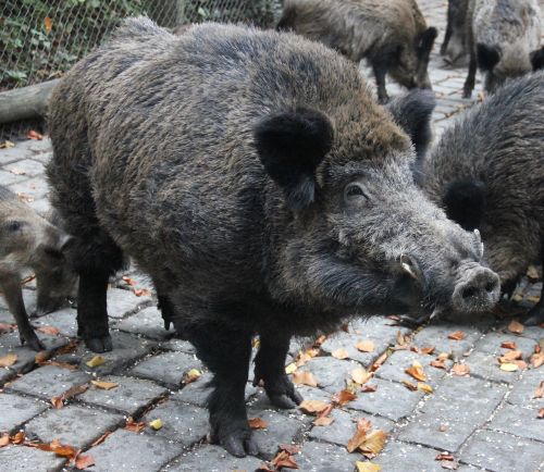 boar wild wildlife park