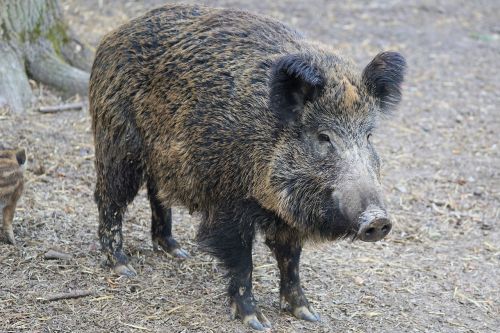 boar pig sow
