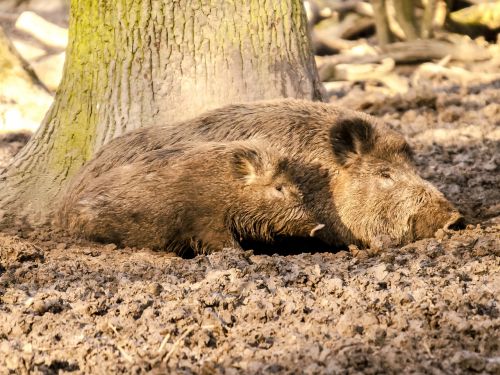 boar pig mammal