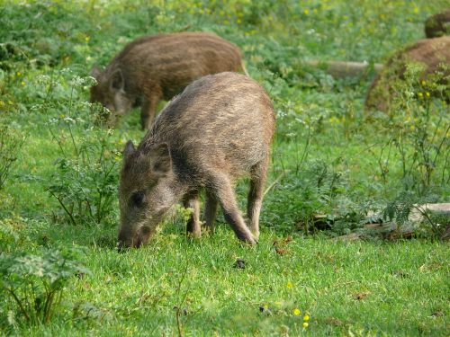 boar meadow piglet