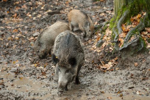 boar autumn rooting