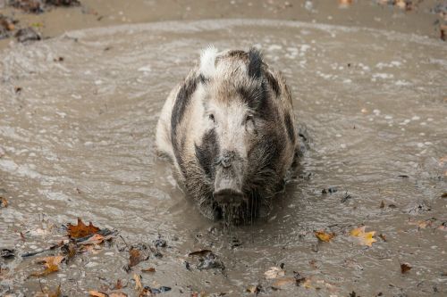 boar autumn rooting