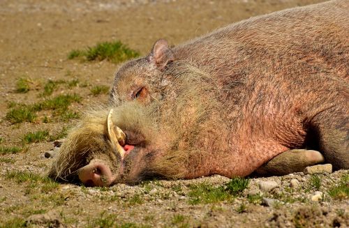 boar sleep relaxed